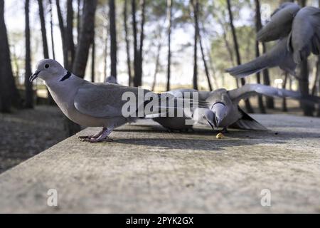 Pigeons mangeant dans la forêt Banque D'Images
