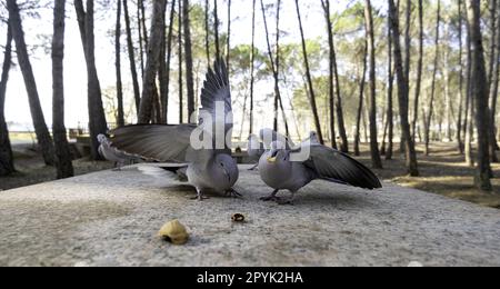 Pigeons mangeant dans la forêt Banque D'Images