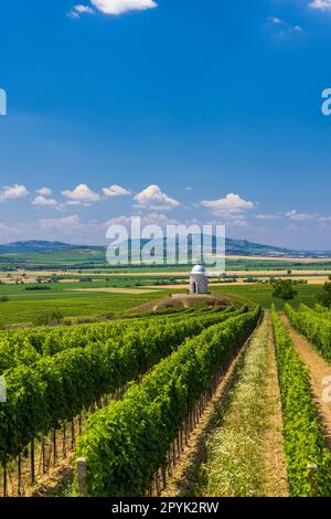 Vignoble près de Velke Bilovice, Moravie du Sud, République tchèque Banque D'Images