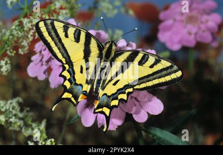 Queue d'aronde méridionale sur fleurs, une espèce rare Banque D'Images