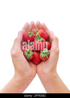 alimentation saine, diète, nourriture végétarienne et concept de gens - gros plan des mains de femme tenant des fraises à la maison Banque D'Images