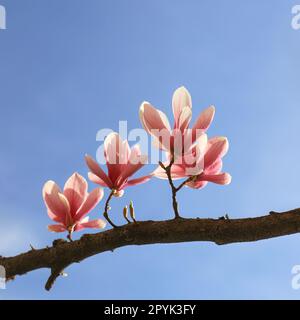 Le Magnolia fleurit au printemps Banque D'Images