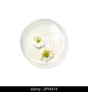 Fleur de fraise dans un plat de pétri sur une table de laboratoire blanche. Vue de dessus Banque D'Images