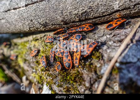 beaucoup d'insectes de feu rouge sur un endroit au soleil sur la mousse Banque D'Images