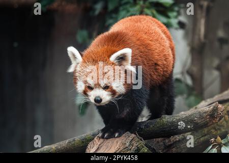 Panda rouge sur un arbre, Ailurus fulgens Banque D'Images