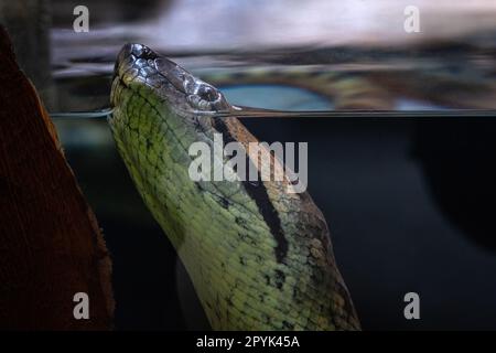 Tête d'anaconda verte dans l'aquarium. Eunectes murinus Banque D'Images