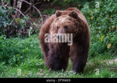 Ours brun Kamchatka, Ursus arctos beringianus Banque D'Images