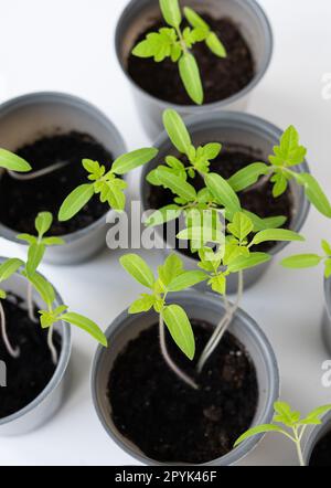 Contexte agricole. Nous cultivons des plants de tomates à la maison. Germes de tomate racinés sur une table en bois blanc. Prêt pour l'embarquement. Banque D'Images