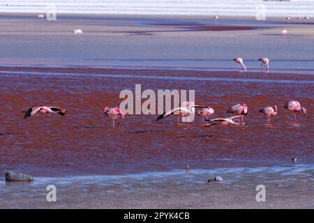 Faune sauvage dans le lagon rouge de l'altiplano bolivien Banque D'Images