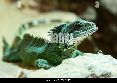 Dragon d'eau asiatique, Physignathus cocincincus Banque D'Images