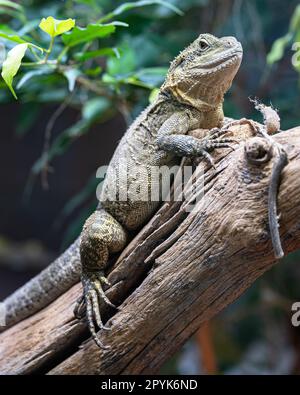 Dragon d'eau australien Intellagama lesueurii howittii Banque D'Images