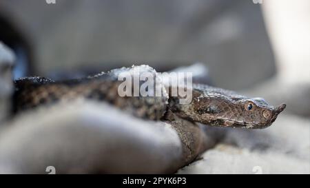 Vipère à cornes nasales, Vipera ammodytes Banque D'Images