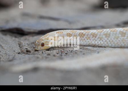 Serpent à nez de porc du Texas, Heterodon nasicus Banque D'Images