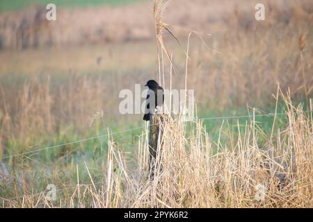 un oiseau-corbeau assis sur un poteau Banque D'Images