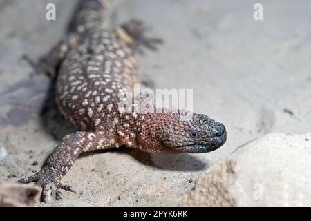 Lézard perlé mexicain, Heloderma horridum Banque D'Images