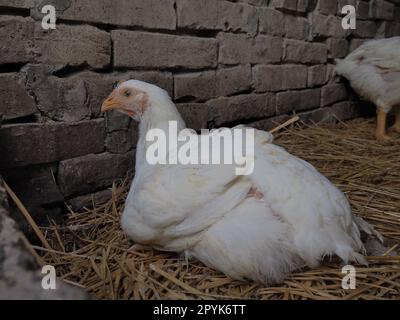 Ferme de poulets blancs, paysage réel. Poulets dans la grange du village. Élevage de volailles pour la production d'œufs et de viande. Volaille et élevage. Un oiseau est assis Banque D'Images