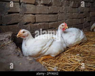 Ferme de poulets blancs, paysage réel. Poulets dans la grange du village. Élevage de volailles pour la production d'œufs et de viande. Volaille et élevage. Deux oiseaux sont assis Banque D'Images