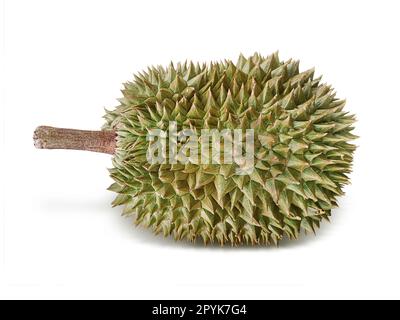 Durian isolé sur fond blanc Banque D'Images