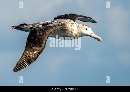 Le pétrel géant (Macronectes giganteus) en vol au-dessus de Drake passage Banque D'Images