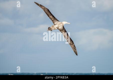 L'albatros errant (Diomedea exulans) - l'oiseau avec la plus grande envergure du monde s'étend sur la mer bleue en vol de glisse Banque D'Images