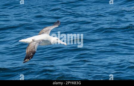 L'albatros errant (Diomedea exulans) - l'oiseau avec la plus grande envergure du monde s'étend sur la mer bleue en vol de glisse Banque D'Images