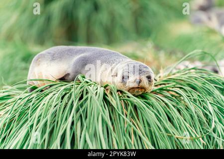 Un jeune phoque à fourrure de l'Antarctique (Arctocephalus gazella), couché tiralement dans l'herbe de tussock verte dans son habitat naturel en Géorgie du Sud Banque D'Images