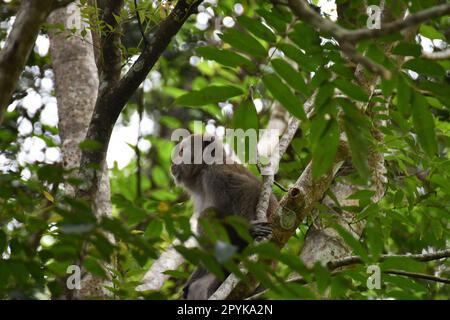 Photo à angle bas d'un singe assis sur une branche d'arbre Banque D'Images