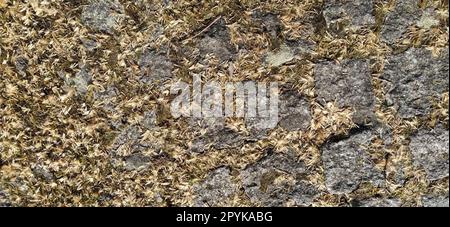 Pile de grands pavés de granit ou de rochers envahis de mousse verte, de lichen et de plantes de jardin succulentes. Gros plan. Bannière. Tons chauds bruns Banque D'Images