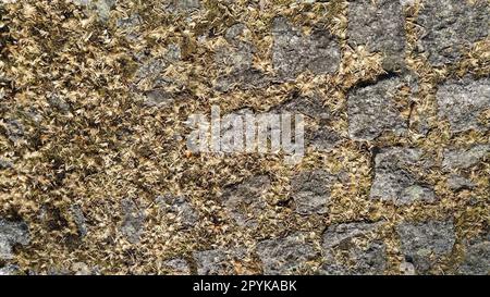 Pile de grands pavés de granit ou de rochers envahis de mousse verte, de lichen et de plantes de jardin succulentes. Gros plan. Bannière. Tons chauds bruns Banque D'Images