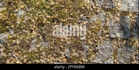 Pile de grands pavés de granit ou de rochers envahis de mousse verte, de lichen et de plantes de jardin succulentes. Gros plan. Bannière. Tons chauds bruns Banque D'Images