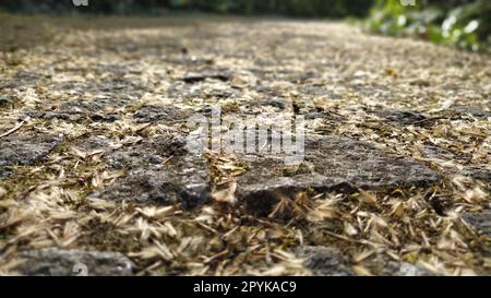 Un pavé proéminent avec des bords tranchants. Vieux pavés dans un parc de la ville. Trottoir dans un parc pédestre. Pierres saupoudrées de graines, de coques, de feuilles, de mousse, de lichen. Marron, beige couleurs naturelles d'automne. Banque D'Images