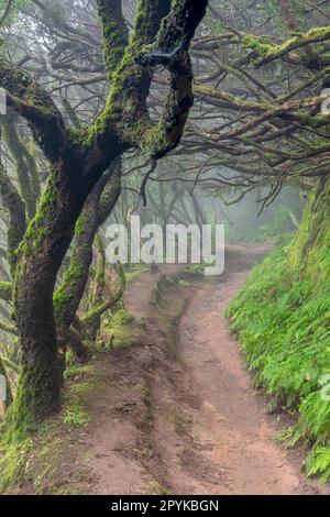 Forêt nuageuse dans les montagnes d'Anaga, Tenerife, Espagne Banque D'Images