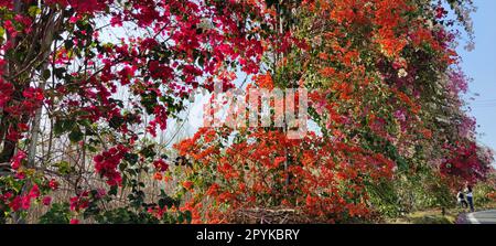 Mur de fleurs de bougainvilliers, Changhua, TaiwanTaiwan Banque D'Images