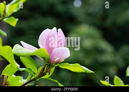 fleurs de magnolia au printemps. fleurs roses tendres baignant au soleil. temps chaud d'avril. Magnolia en fleurs au printemps, Internet springtim Banque D'Images