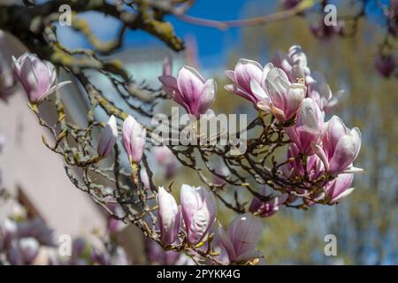 Gros plan d'un Magnolia fleuri dans le parc municipal Strömparken au printemps à Norrköping, en Suède. Banque D'Images