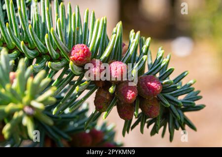 Image détaillée du pollen mâle violet de sapin espagnol (Abies pinsapo) par une journée ensoleillée d'avril Banque D'Images