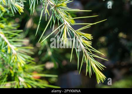 Branche d'un cèdre avec des aiguilles anciennes et nouvelles Banque D'Images