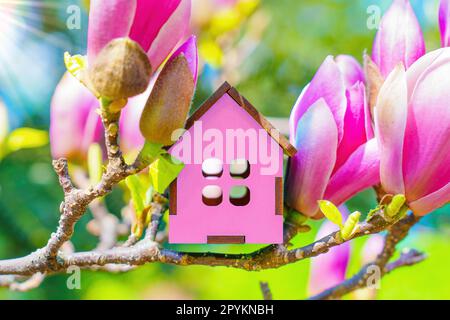 Un modèle de maison rose miniature se trouve sur une branche au milieu de fleurs de magnolia rose florissant, avec des rayons de soleil brillant du coin supérieur gauche. Banque D'Images