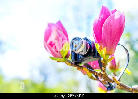 Réplique réaliste de caméra de jouet niché au milieu d'un magnolia rose en fleur. Toile de fond magique et rêveur liée à la nature, la photographie et la créativité. Banque D'Images