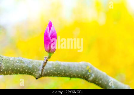 Branche d'arbre de Magnolia, avec un seul bourgeon non ouvert qui s'accroche encore à la tige, sur fond jaune vif. Produits sur le thème du printemps Banque D'Images