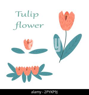 ensemble de fleurs de tulipe roses de style dessiné à la main Illustration de Vecteur