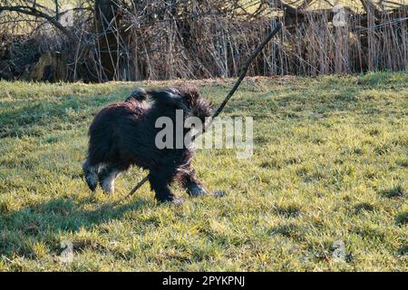 Doddle or noir courant sur un pré jouant avec un bâton. Manteau long et doux noir. Chien de famille qui est également pris comme chien de thérapie. Photo d'animal d'un Banque D'Images
