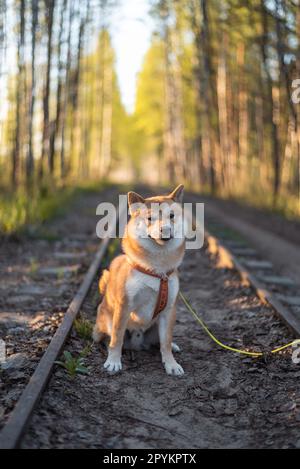 Le chien rouge shiba inu, âgé de 1 ans, est assis sur le chemin de fer à tourbière à voie étroite à Balozi, en Lettonie, le jour ensoleillé du printemps Banque D'Images