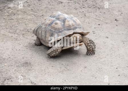 Tortue géante Aldabra (Aldabrachelys gigantea) Banque D'Images