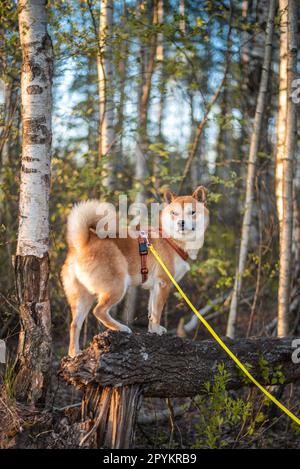 Le chien rouge shiba inu, âgé de 1 ans, est debout sur l'arbre tombé dans la forêt le jour ensoleillé du printemps Banque D'Images