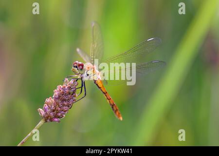 Sympetrum depressiusculum la dragonvole de dard tacheté dans son habitat naturel Banque D'Images