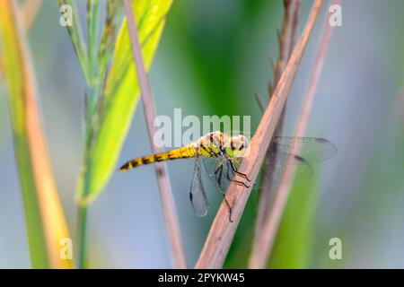 Sympetrum depressiusculum la dragonvole de dard tacheté dans son habitat naturel Banque D'Images