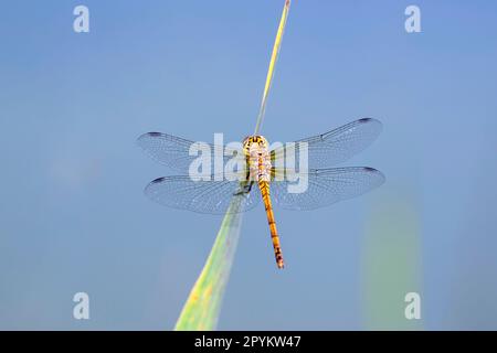 Sympetrum depressiusculum la dragonvole de dard tacheté dans son habitat naturel Banque D'Images