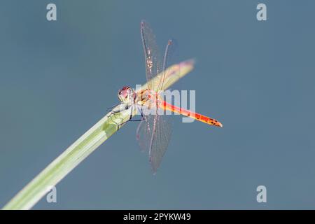 Sympetrum depressiusculum la dragonvole de dard tacheté dans son habitat naturel Banque D'Images