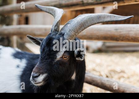 Chèvre gallois avec des cornes grandes et pointues, un zoo avec des animaux inhabituels, herbivores. Banque D'Images